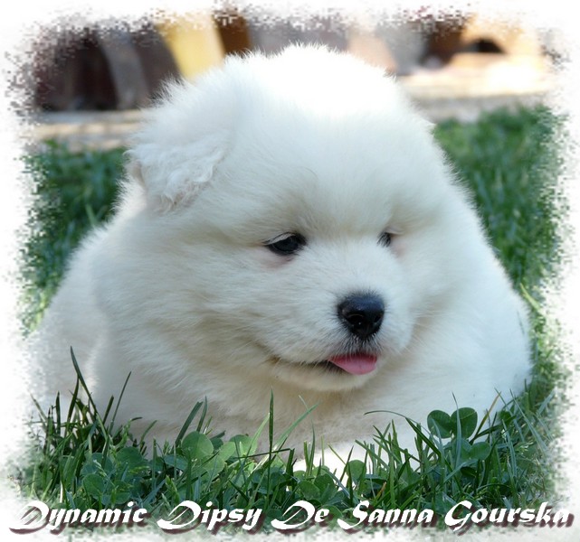 5 semaines (5 weeks)