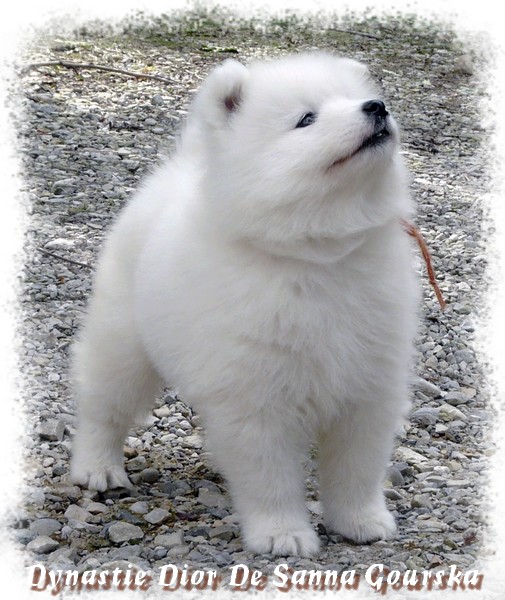 6 semaines (6 weeks)