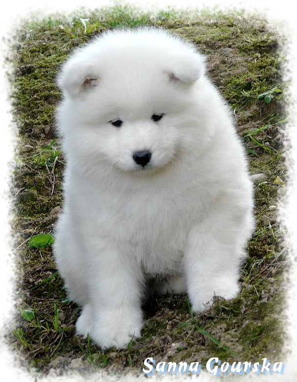 Dynastie Divine De Sanna Gourska - 6 weeks
