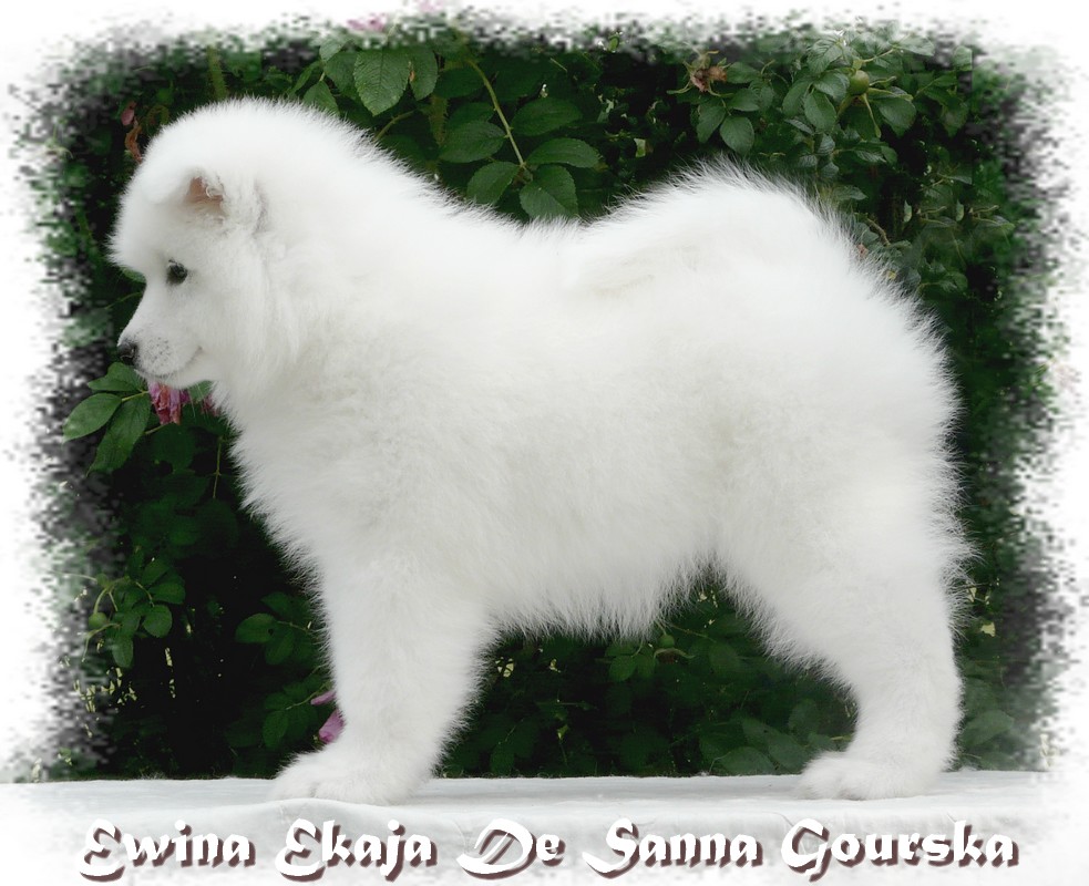 Ewina