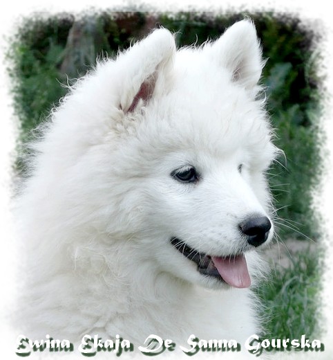 Ewina