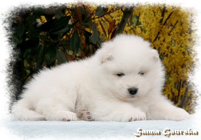 Enigmatik Ashkii De Sanna Gourska - 5 weeks