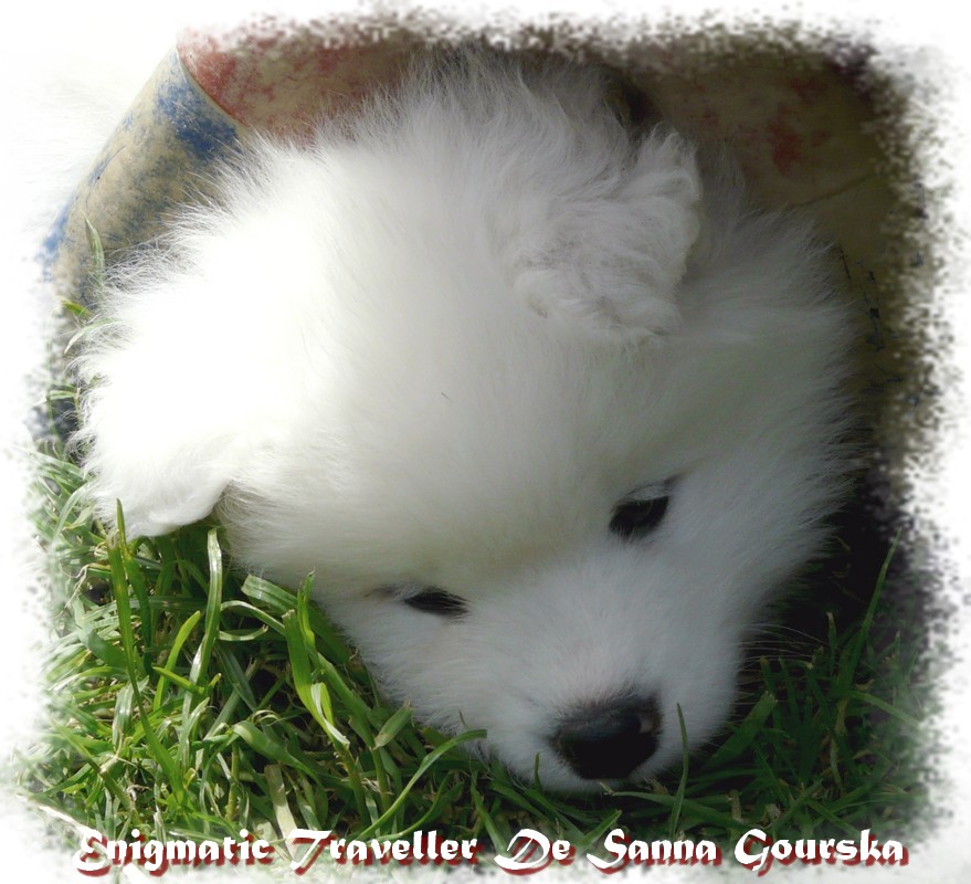 ET - 6 semaines (6 weeks)