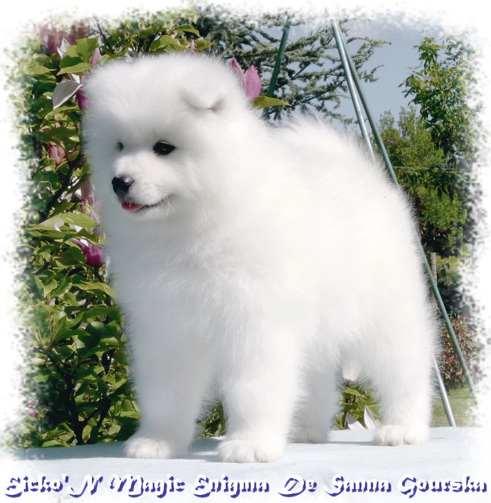 Eicko