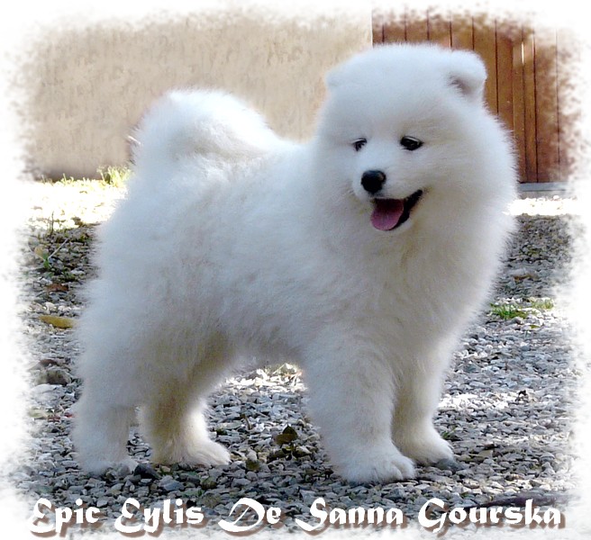 Eylis 8 semaines (8 weeks)