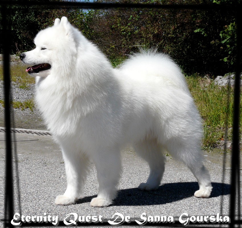 Quest