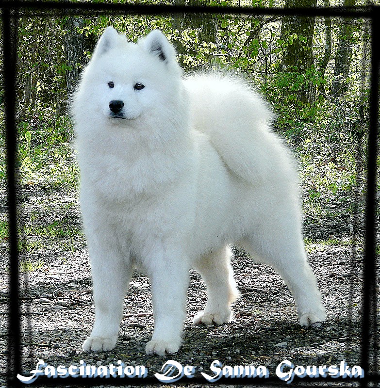 Fascination