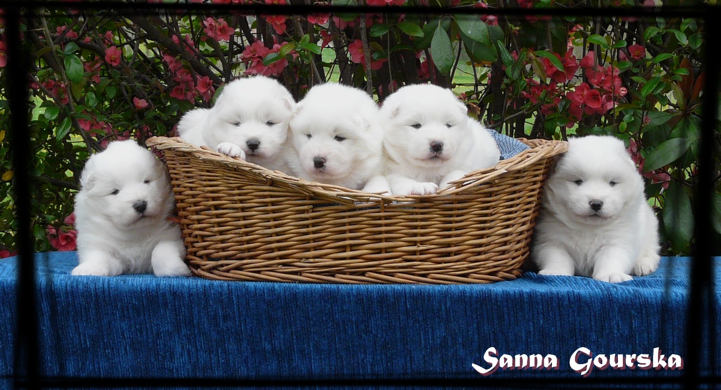 Portée "French" à 3 semaines (3 weeks)