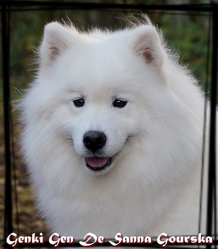Genki