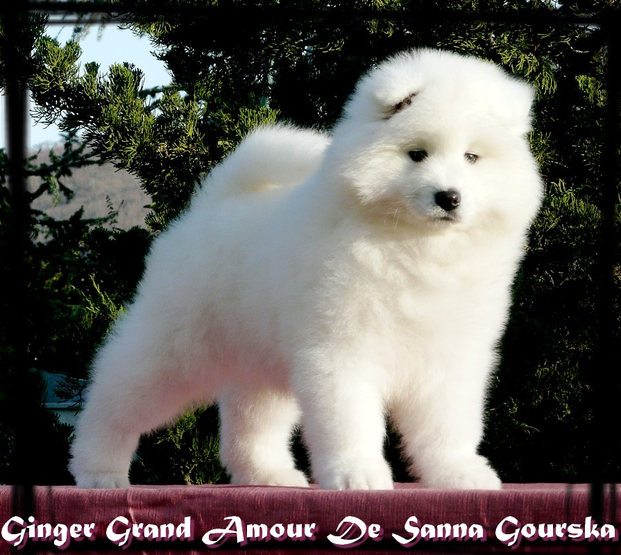 Ginger