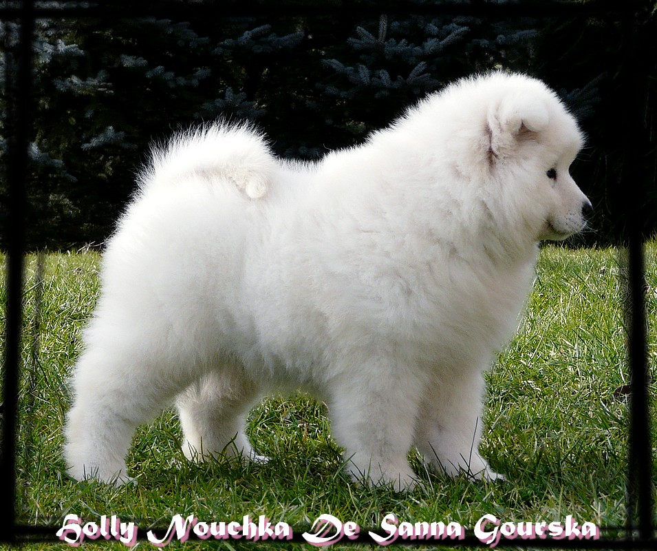 Nouchka