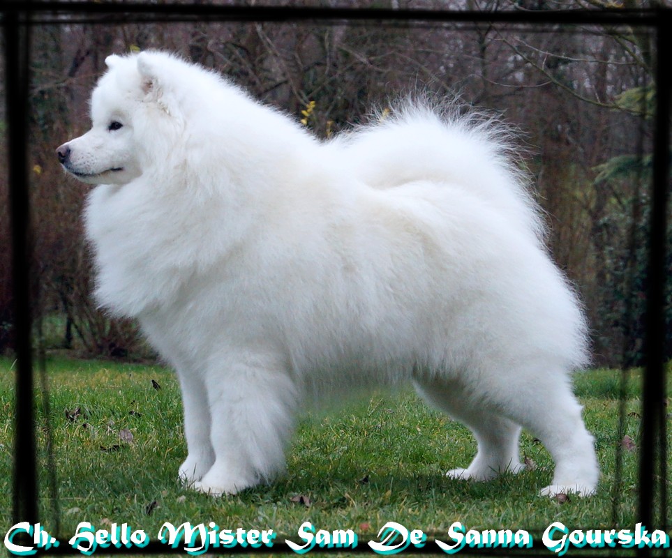 Sammy