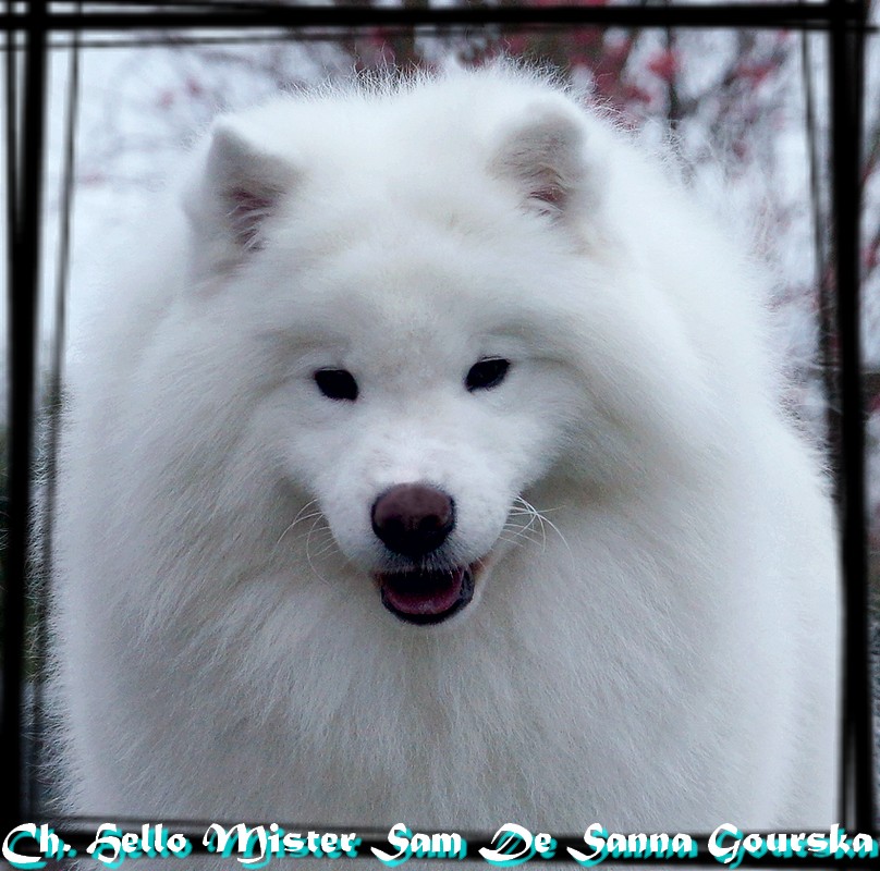 Sammy