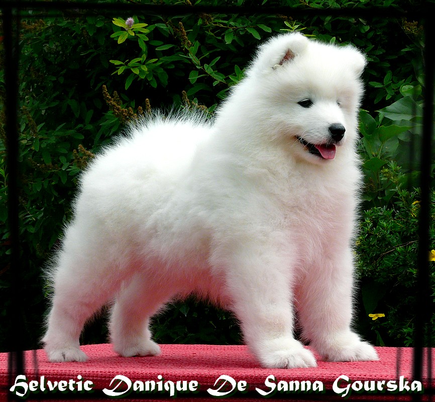 Danique