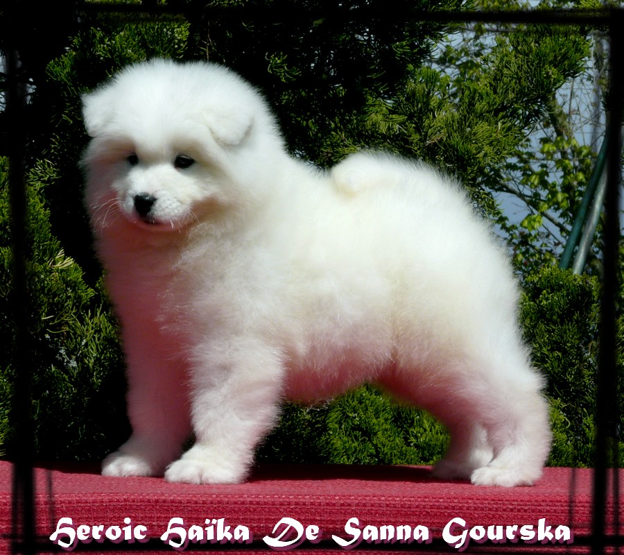 Haïka