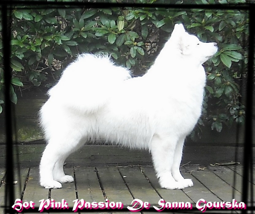 Pinky