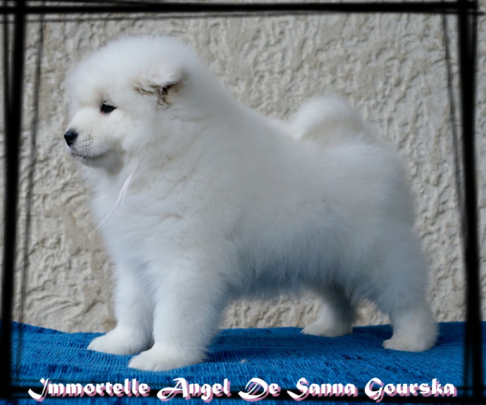 Femelle