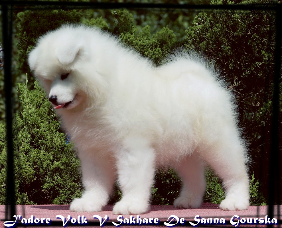 Volk
