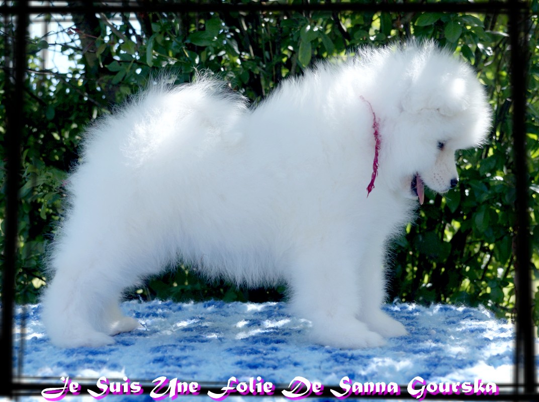 Baïkha - 8 weeks