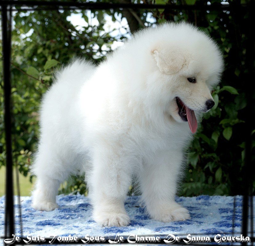 Jenko - 8 weeks