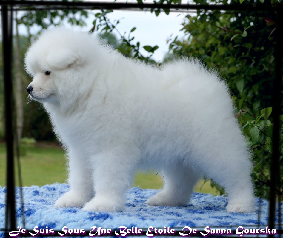 Prada - 9 weeks