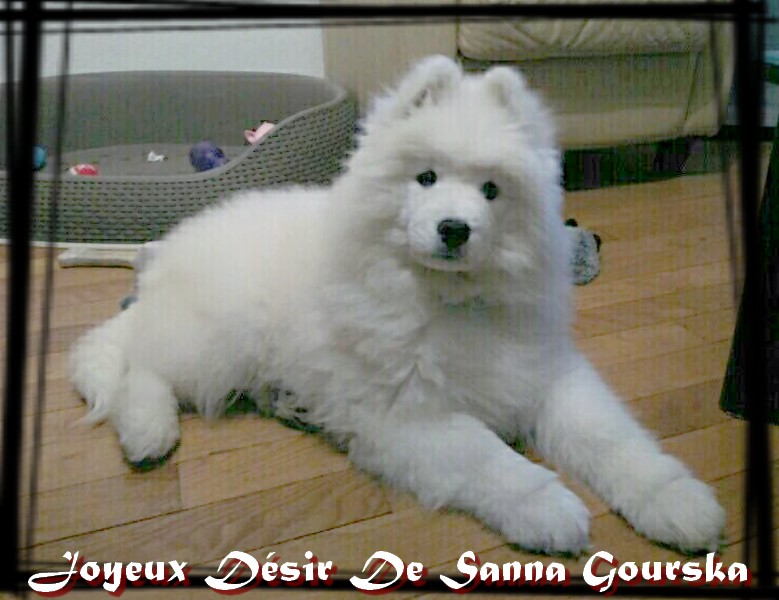 Manoy