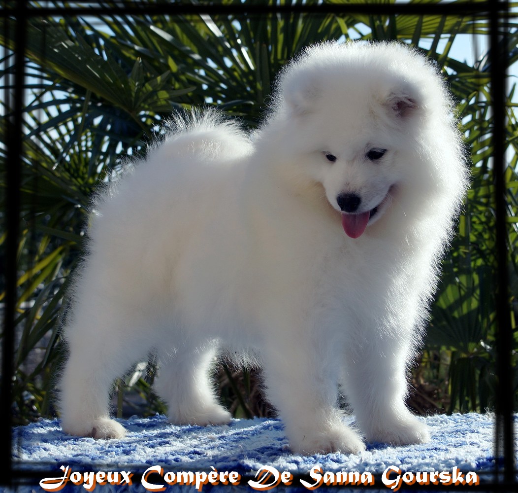 Pushkin