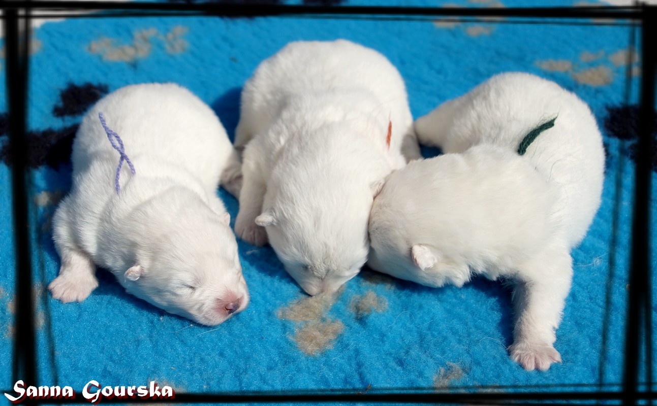 The 3 Girls