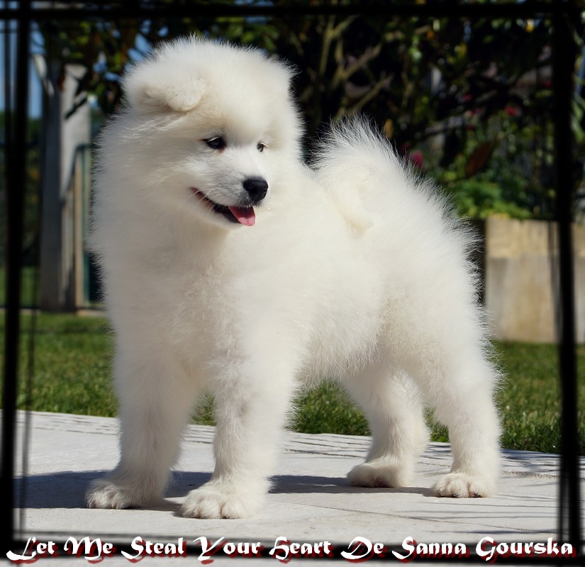 Rokko