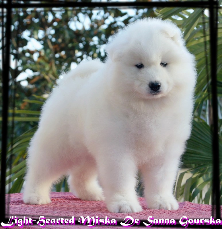 Miska