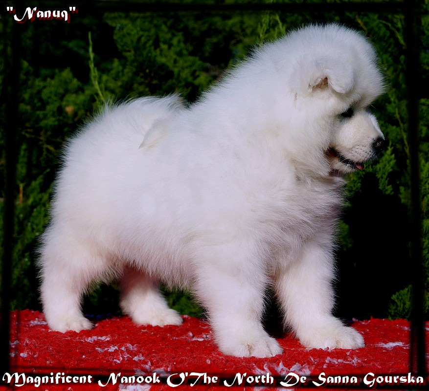 Nanuq