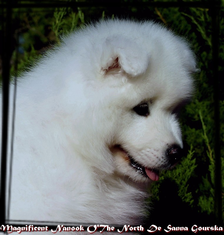 Nanuq