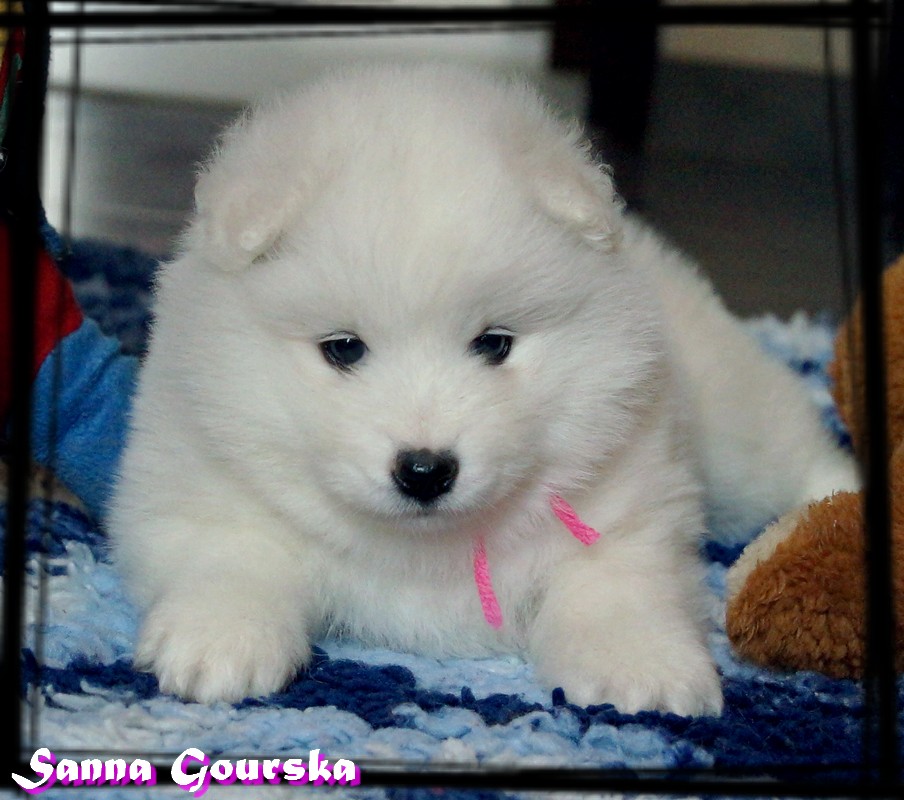Femelle collier Rose