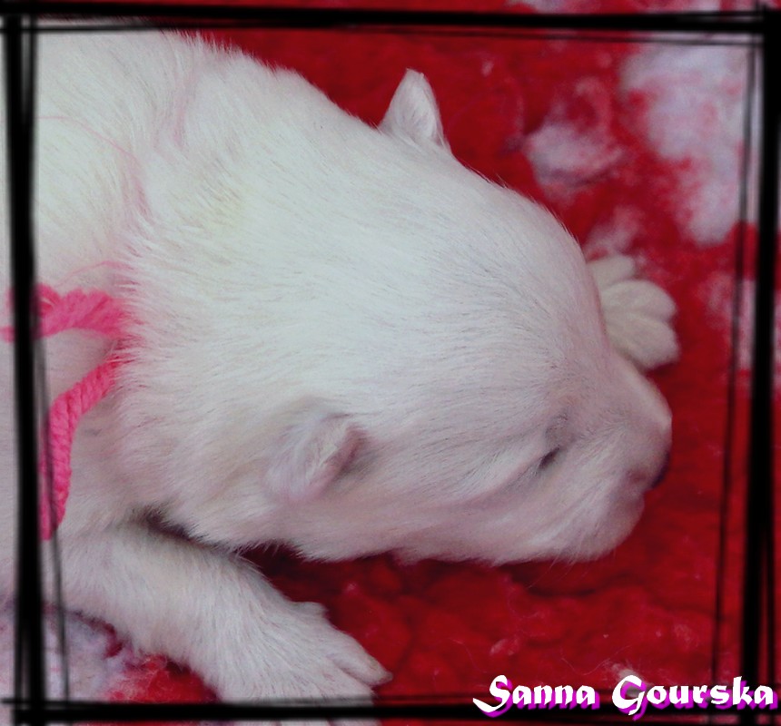 Femelle collier Rose