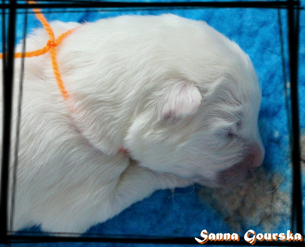 Femelle collier Orange