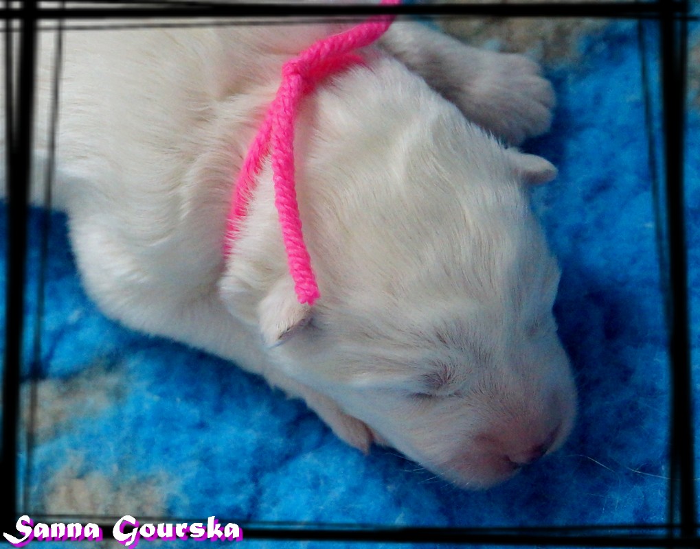 Femelle collier Rose