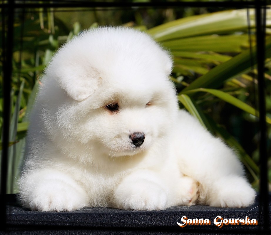 Femelle collie rOrange