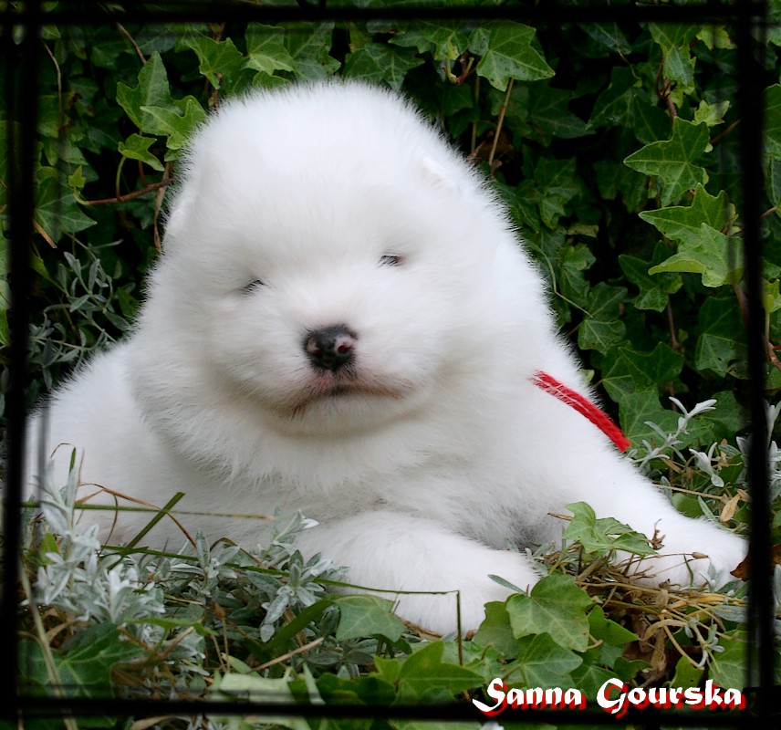 Mle collie Rouge