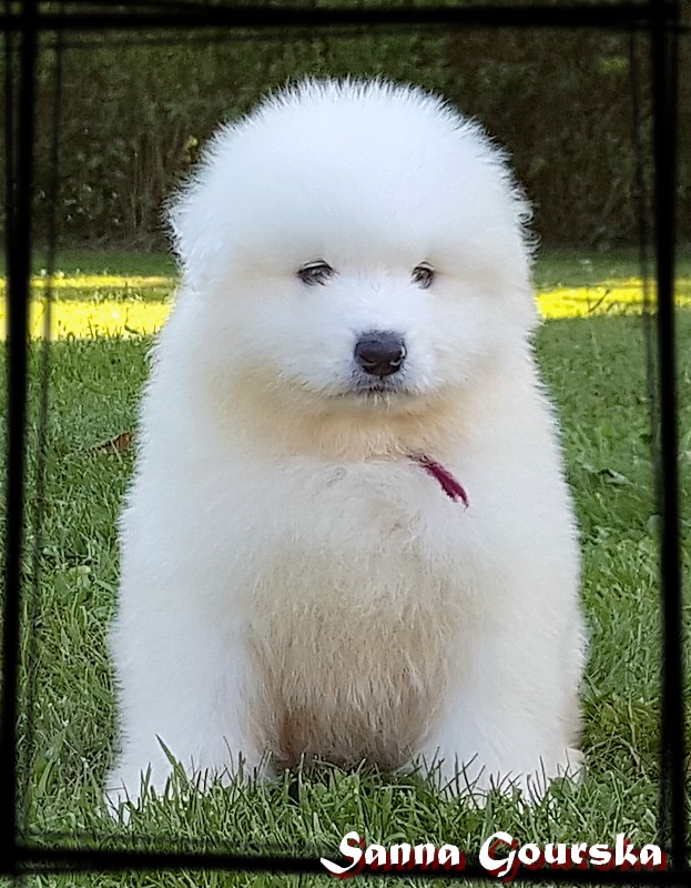 Mâle collie Rouge