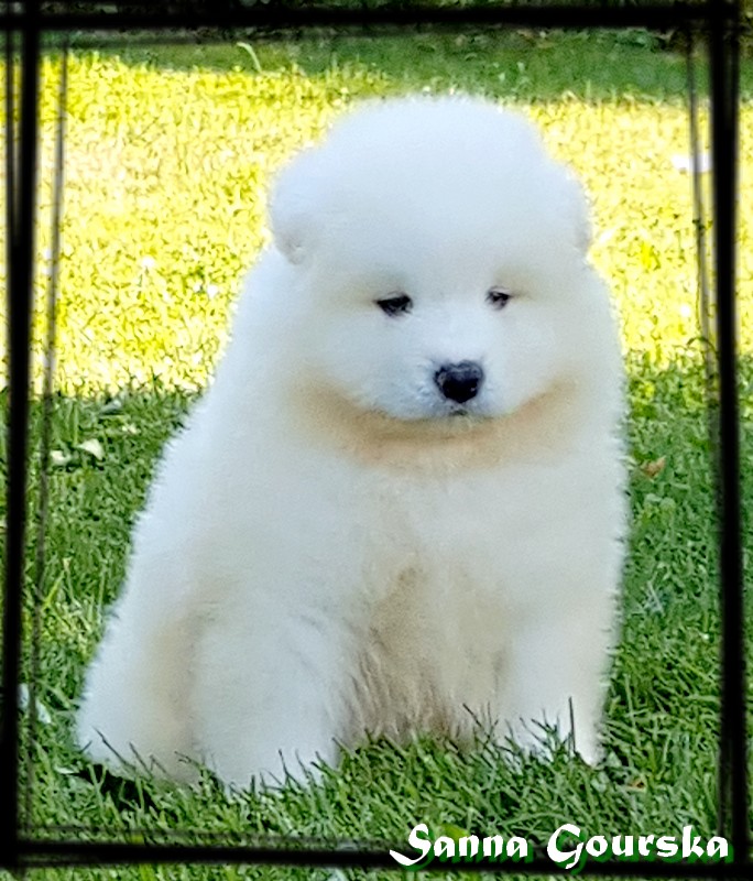Mâle collie Vert