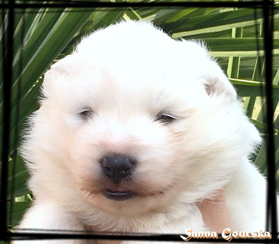 Mâle collie Beige