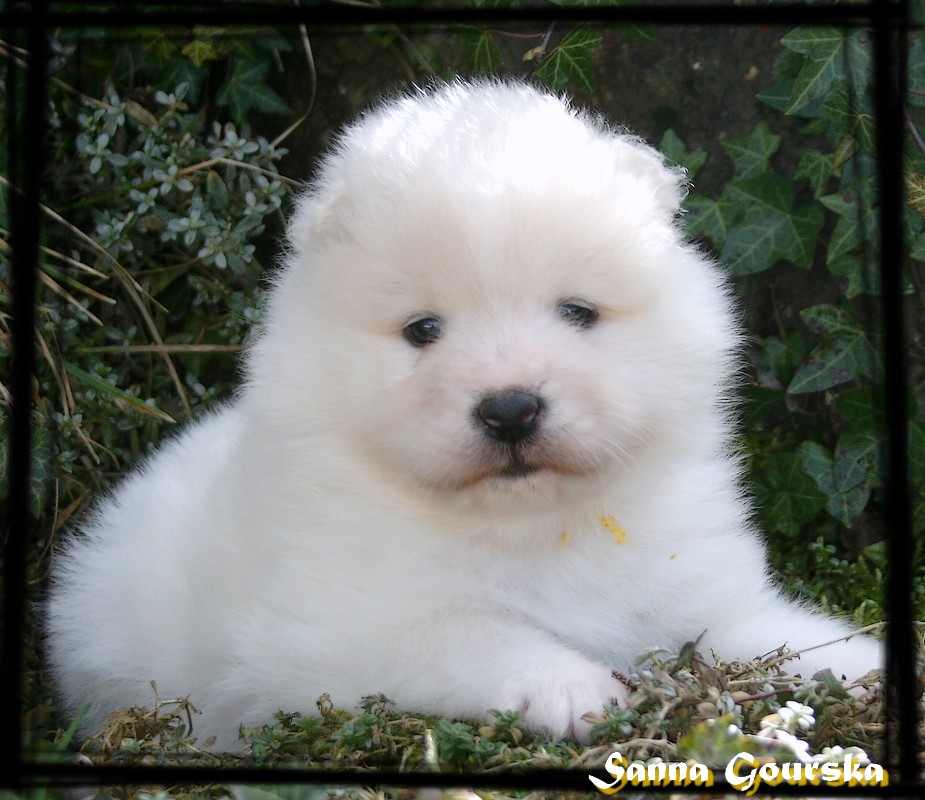 Mâle collie Jaune