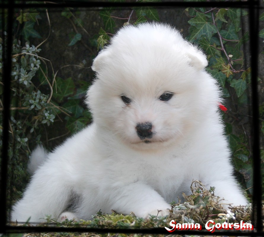 Mâle collie Rouge