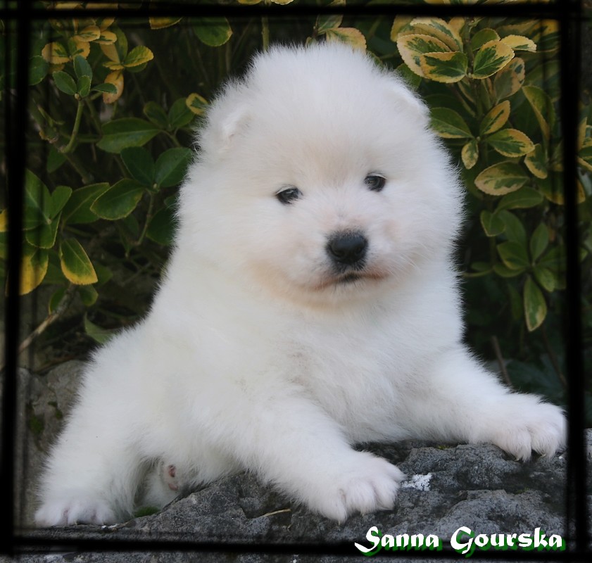Mâle collie Vert