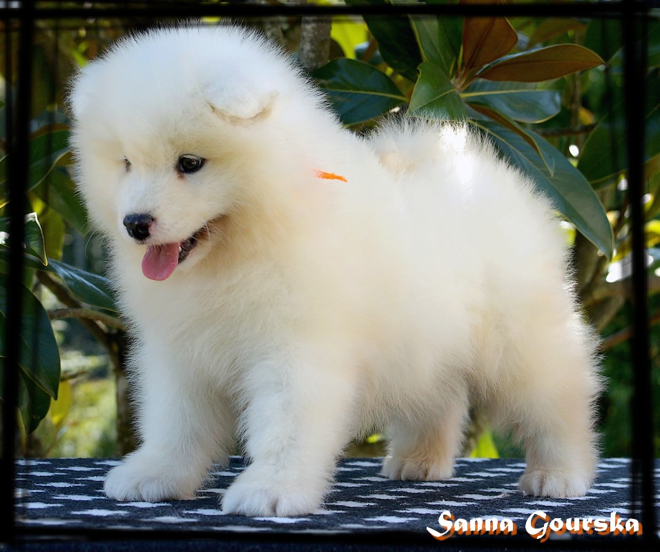 Mâle collier Orange