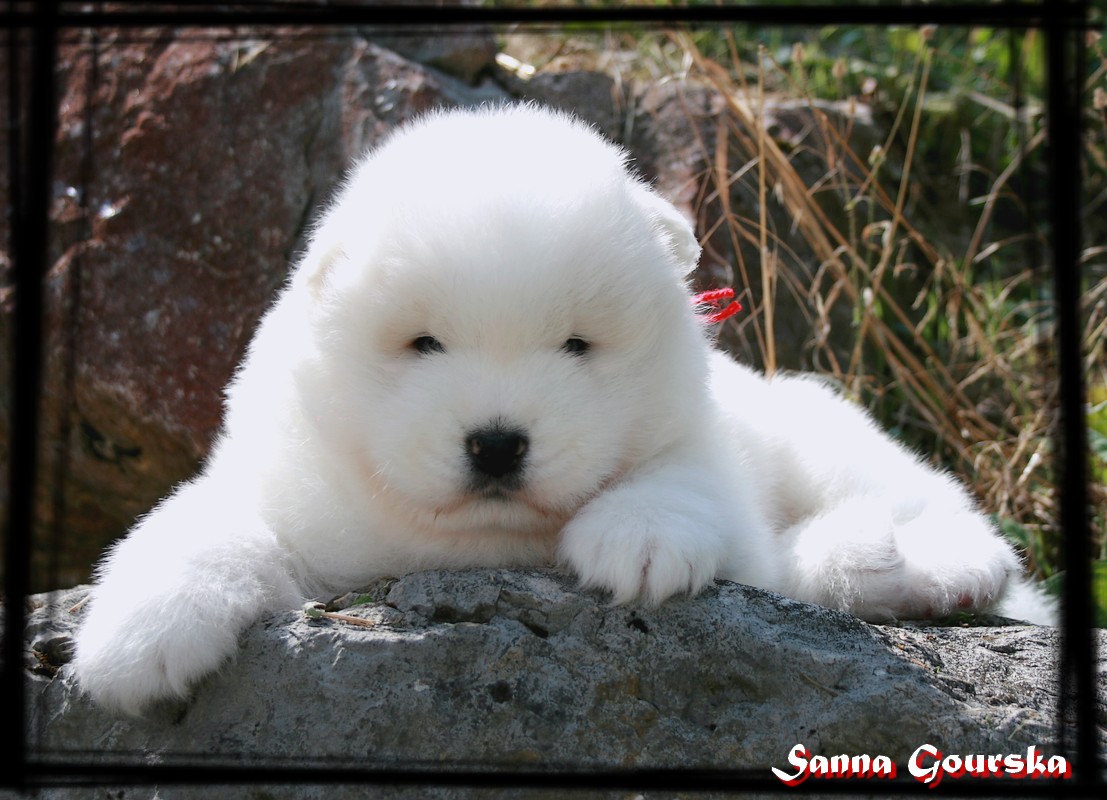 Mle collie Rouge