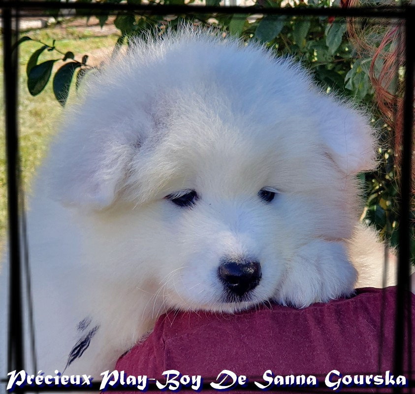Mle collie rNoir