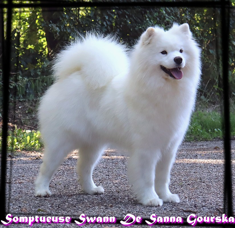 Swann